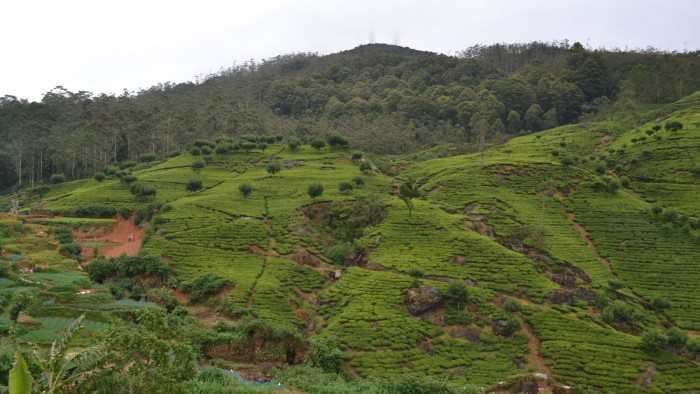 10c2f-20130201_srilanka503