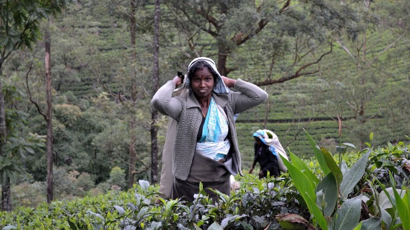 68629-20130201_srilanka519