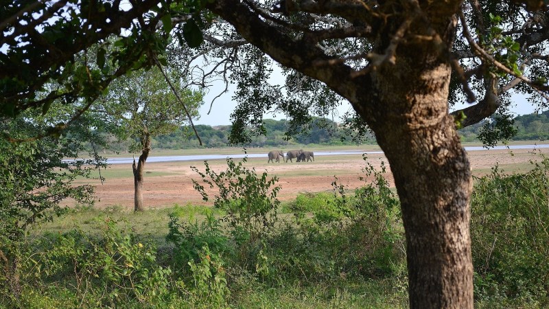 862d3-20130201_srilanka412