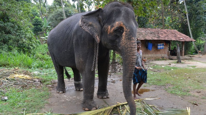 a73fe-20130201_srilanka757