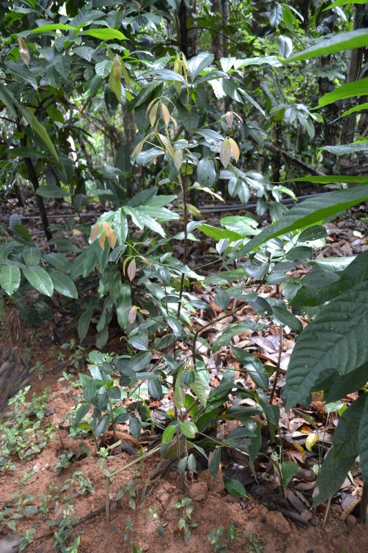 c06dd-20130201_srilanka805