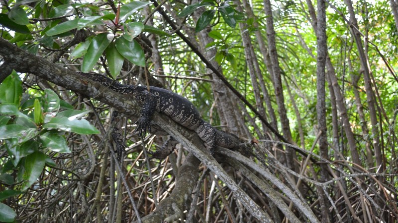 c7049-20130201_srilanka127