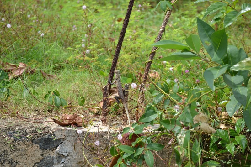 e61ef-20130201_srilanka124