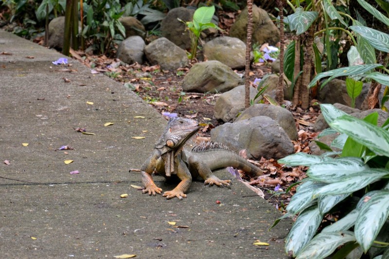 180c5-2014_kostarika235