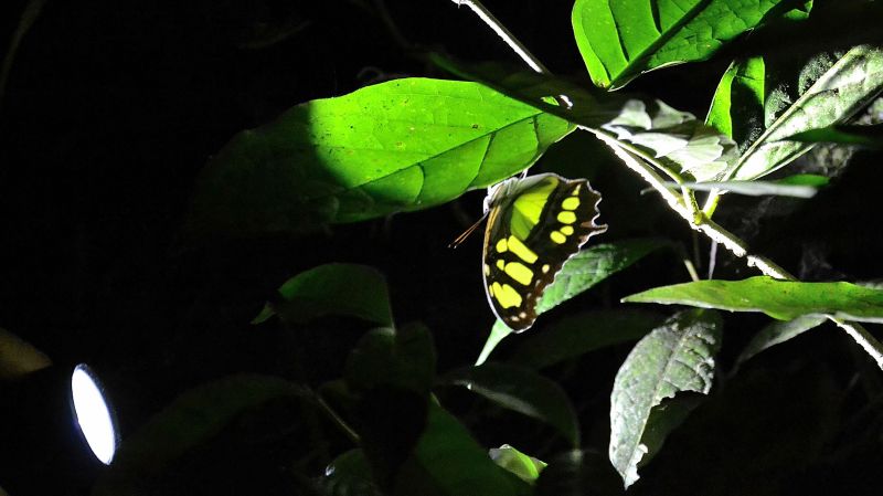 2014_Kostarika (1118)