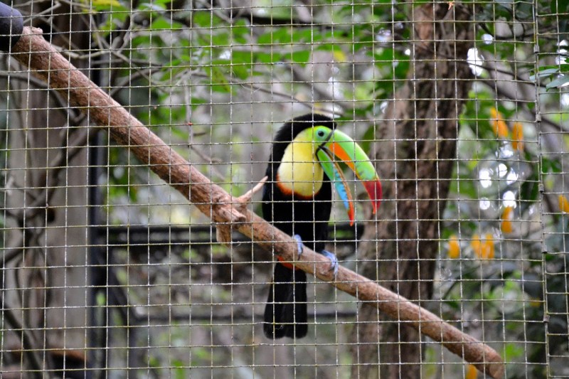 8bd8c-2014_kostarika240