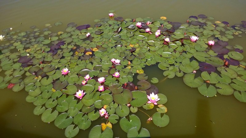 f2d72-wp_20140520_014