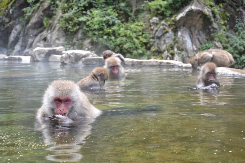 82594-japonska2b2840729