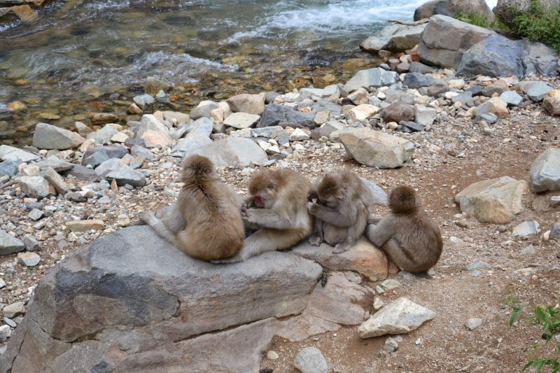 ca05c-japonska2b2841229