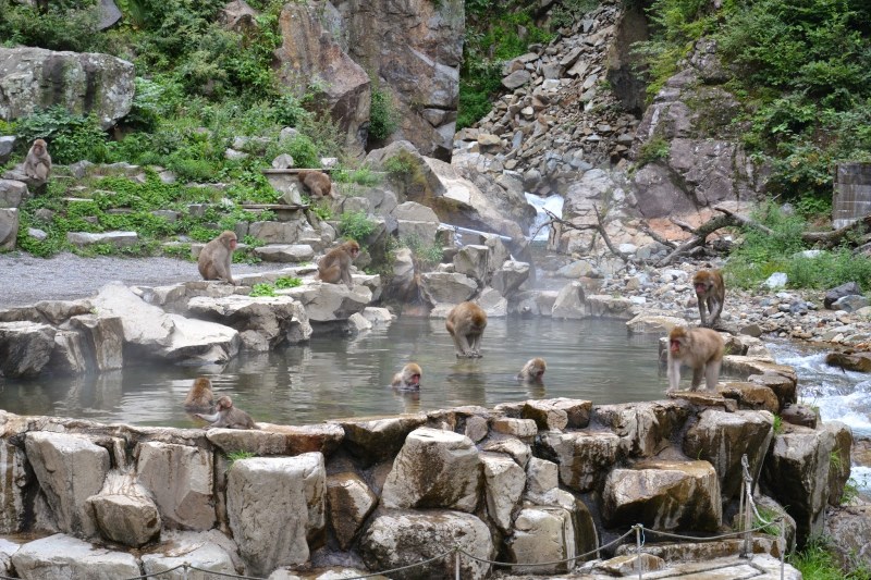 cb505-japonska2b2841129