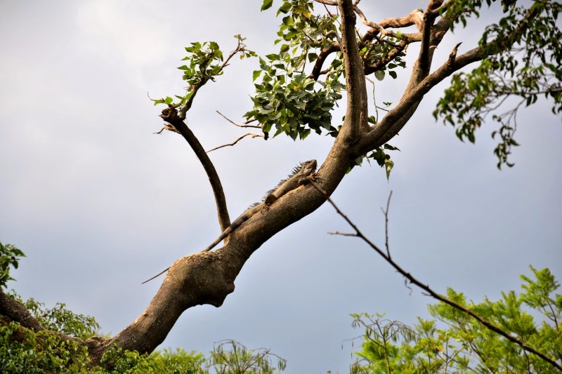 10c41-2014_kostarika2b1242