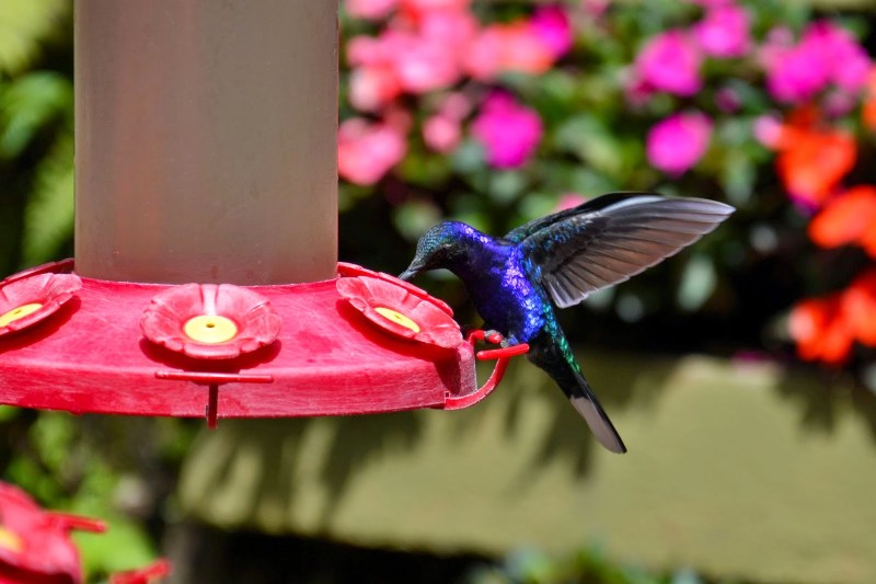 fd749-2014_kostarika2b28111029