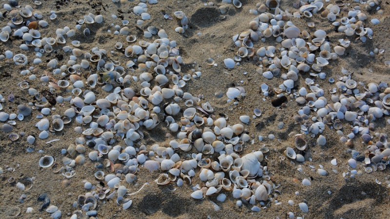 Vietnam in Kambodza 2016 (2361)