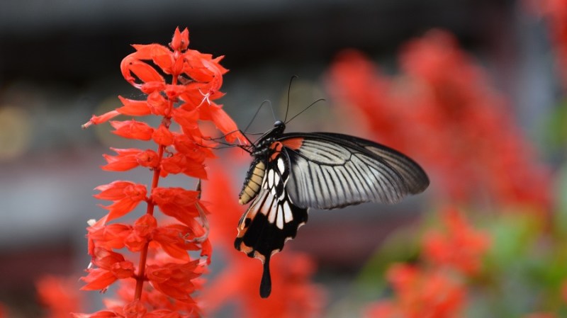 Vietnam in Kambodza 2016 (3563)