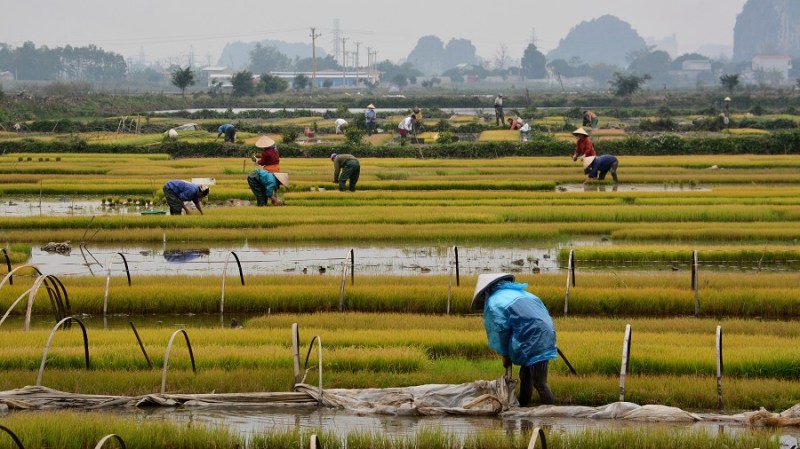 Vietnam in Kambodza 2016 (3720)