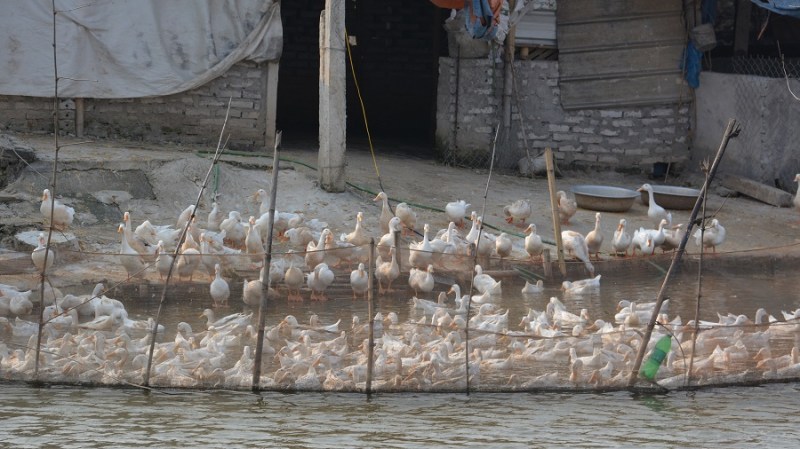 Vietnam in Kambodza 2016 (4503)