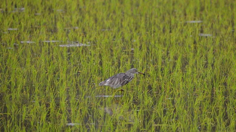 Vietnam in Kambodza 2016 (4901)