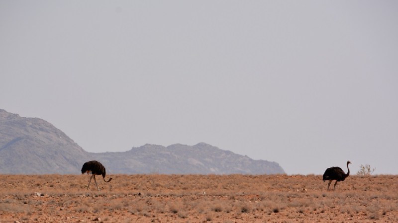 namibija-in-bocvana-2016-709