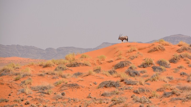 namibija-in-bocvana-2016-748