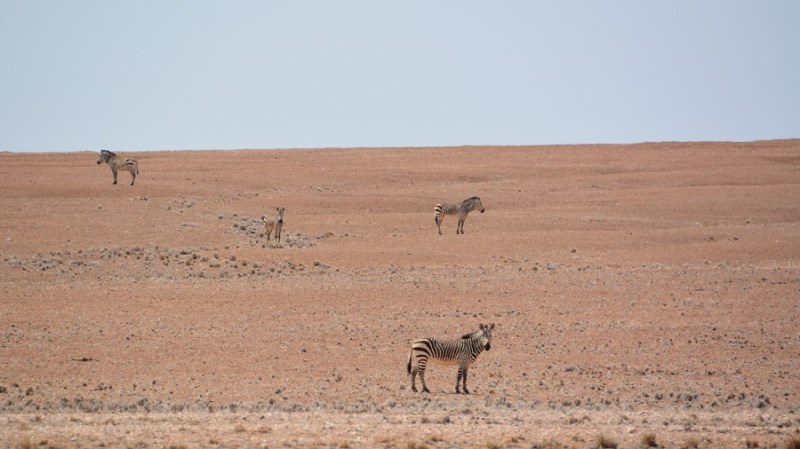 namibija-in-bocvana-2016-757