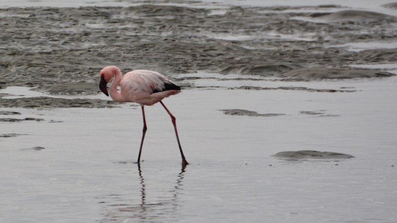 namibija-in-bocvana-2016-919