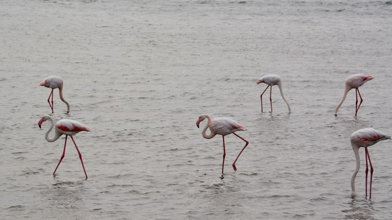 namibija-in-bocvana-2016-933