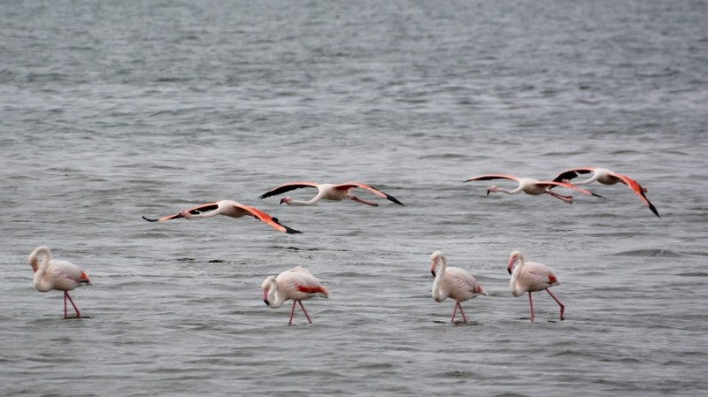 namibija-in-bocvana-2016-951