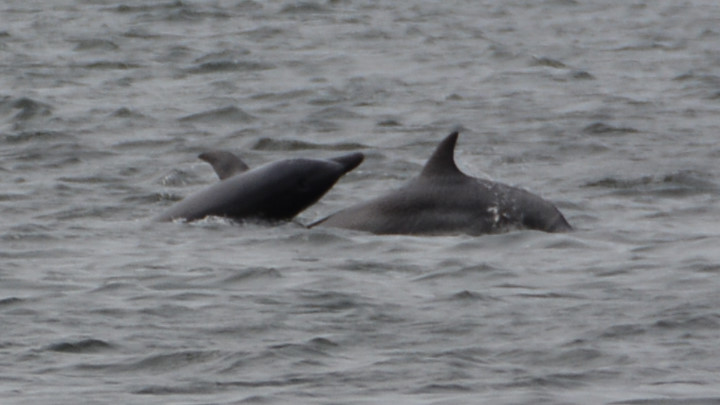 namibija-in-bocvana-2016-959