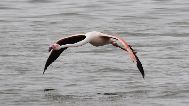 namibija-in-bocvana-2016-963