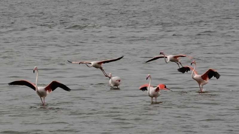 namibija-in-bocvana-2016-971