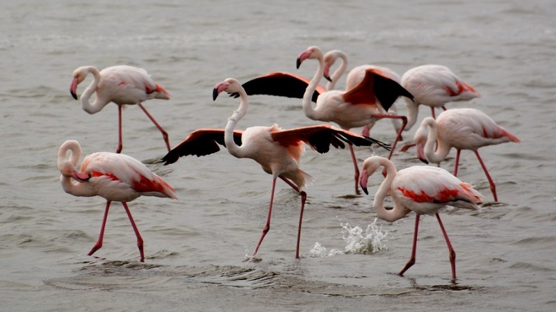 namibija-in-bocvana-2016-978