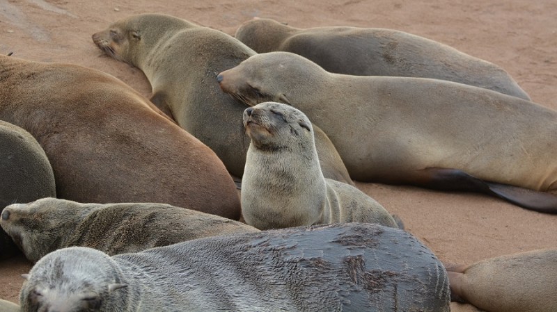 namibija-in-bocvana-2016-1064
