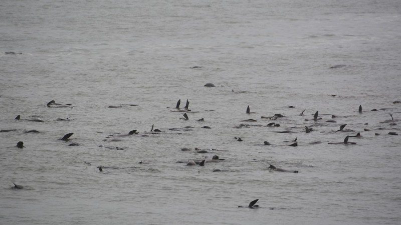 namibija-in-bocvana-2016-1147