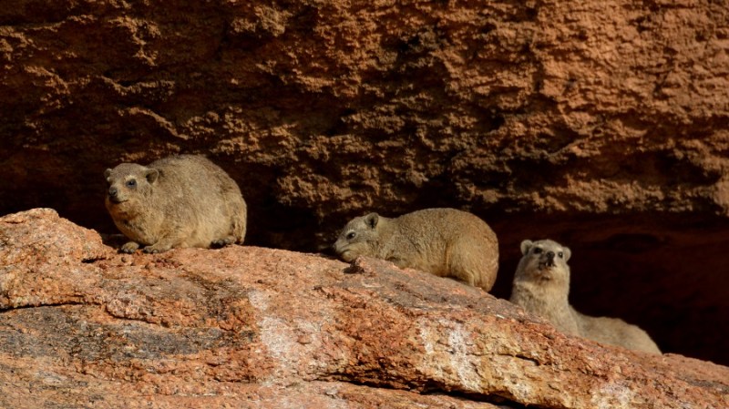 namibija-in-bocvana-2016-1556