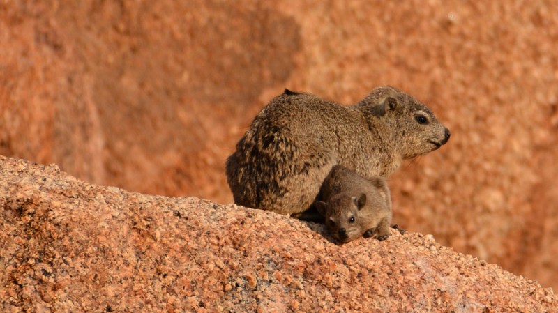namibija-in-bocvana-2016-1564