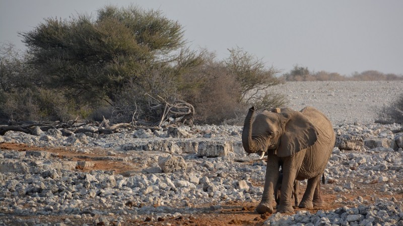 namibija-in-bocvana-2016-1661