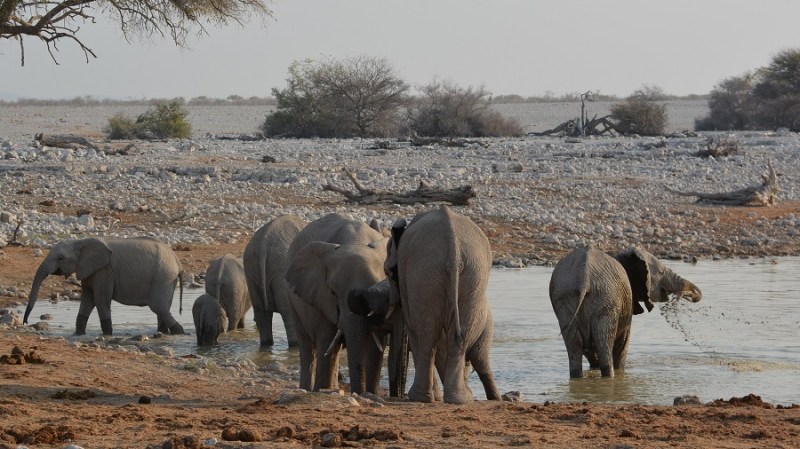namibija-in-bocvana-2016-1665