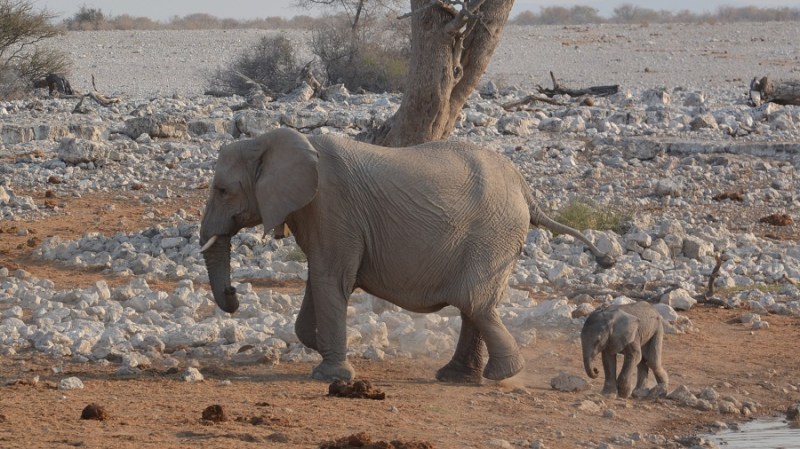 namibija-in-bocvana-2016-1675