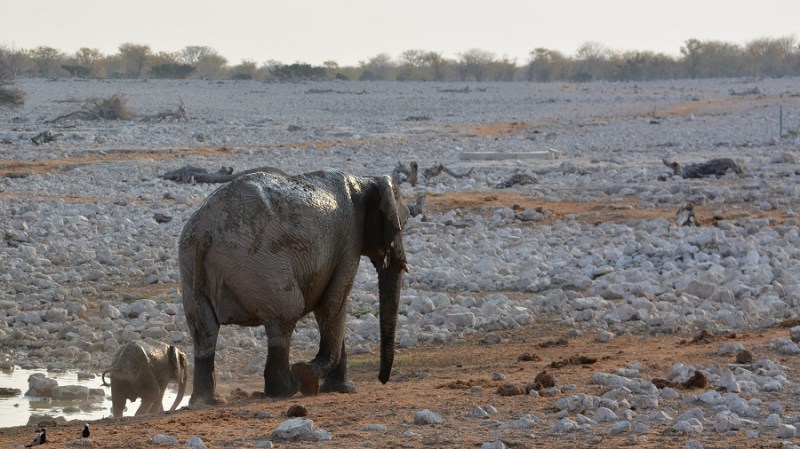 namibija-in-bocvana-2016-1687