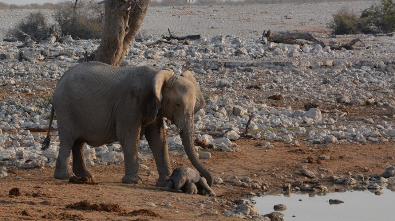 namibija-in-bocvana-2016-1694