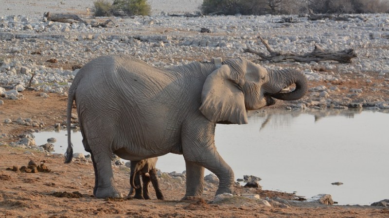 namibija-in-bocvana-2016-1704