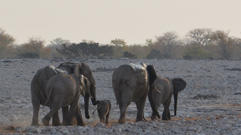 namibija-in-bocvana-2016-1707