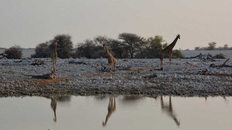 namibija-in-bocvana-2016-1727