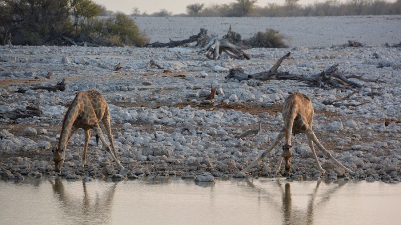 namibija-in-bocvana-2016-1738