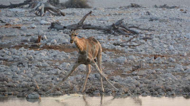 namibija-in-bocvana-2016-1756