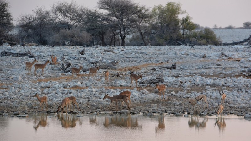 namibija-in-bocvana-2016-1764