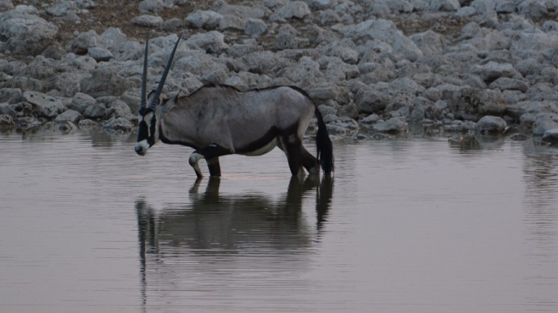 namibija-in-bocvana-2016-1789