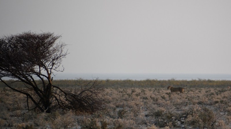 namibija-in-bocvana-2016-1820