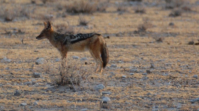namibija-in-bocvana-2016-1837