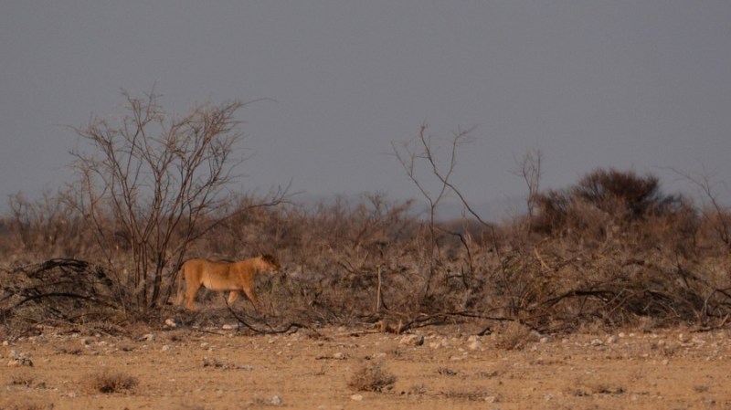 namibija-in-bocvana-2016-1846